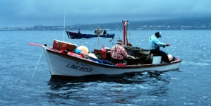 A pesca artesanal nos Açores é mais rentável que a pesca industrial