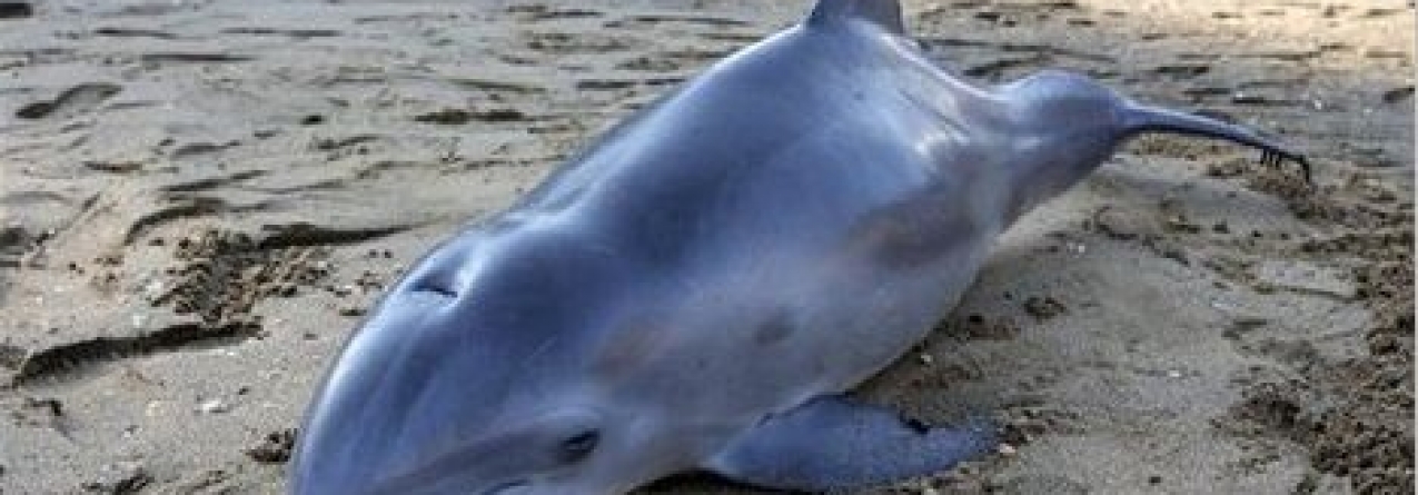 Mais de 150 golfinhos morreram este ano por causa da maré negra no Golfo do México