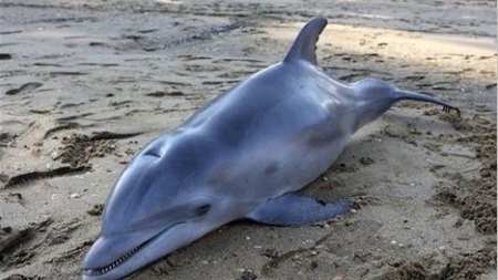 Mais de 150 golfinhos morreram este ano por causa da maré negra no Golfo do México