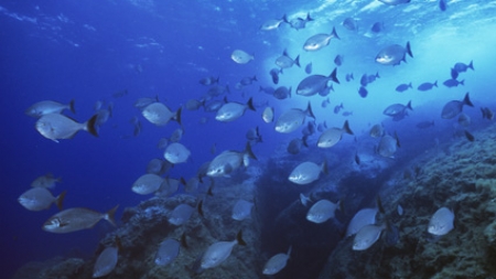 Autoridades revelam diminuição da pesca nas Formigas