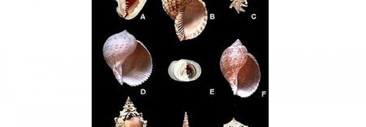 Novas descobertas no 4º workshop de Malacologia na ilha Sabrina, em São Miguel
