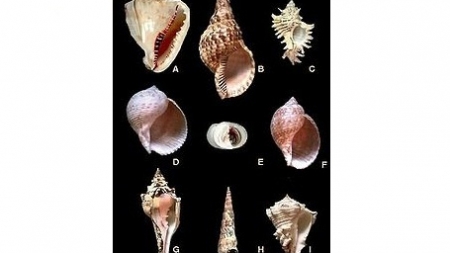 Novas descobertas no 4º workshop de Malacologia na ilha Sabrina, em São Miguel