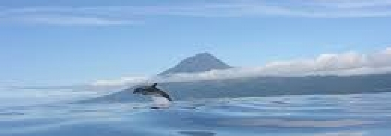 Proposta de revisão da Política de Pescas tenta novamente regresso à ZEE de 200 milhas