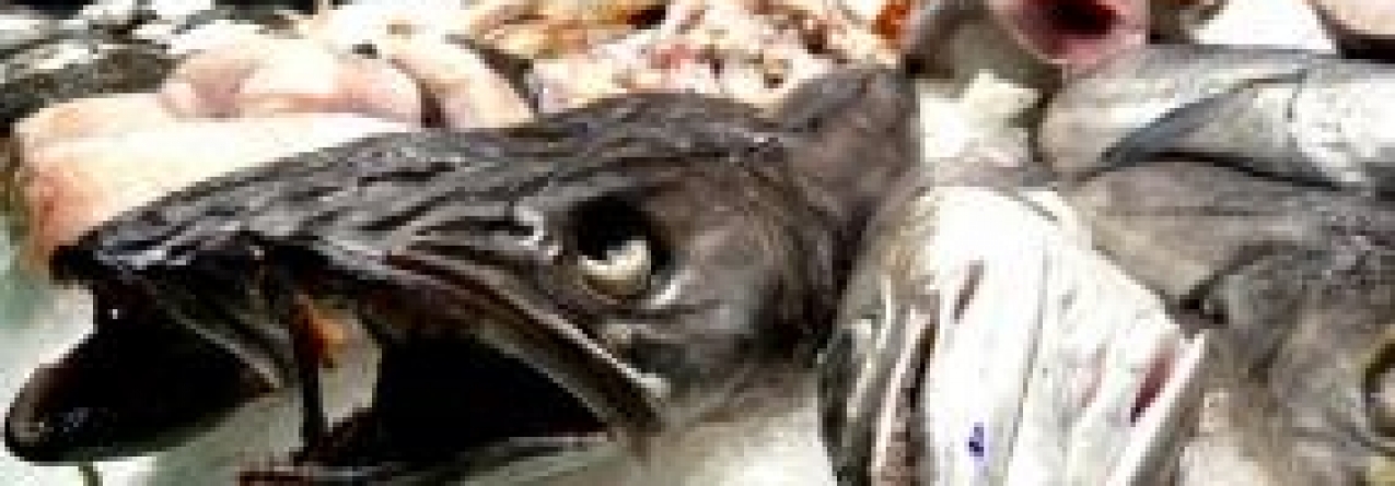 Caçadores submarinos vão dar peixe para apoiar famílias carenciadas