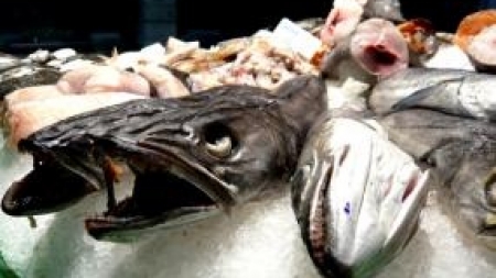 Caçadores submarinos vão dar peixe para apoiar famílias carenciadas