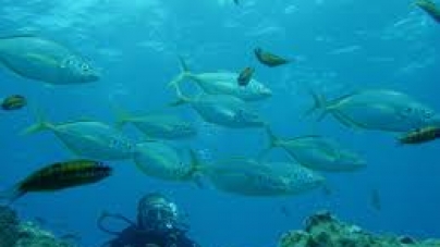 PS propõe quatro áreas marinhas de restrição temporária de pesca em Santa Maria
