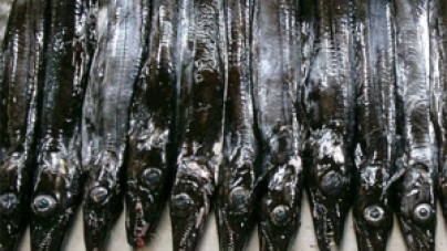 Governo defende peixe espada-preto como uma oportunidade para os pescadores dos Açores