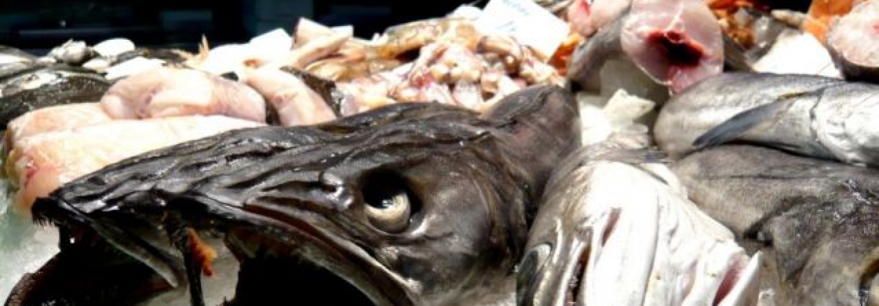 Consumidores “enganados” compram peixe mais barato por espécies mais caras