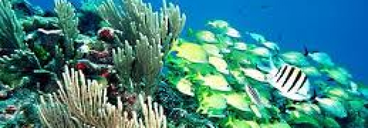 Jangada de lixo entre as Caraíbas e os Açores, constituem um perigo para a biodiversidade marinha nos mares da Região