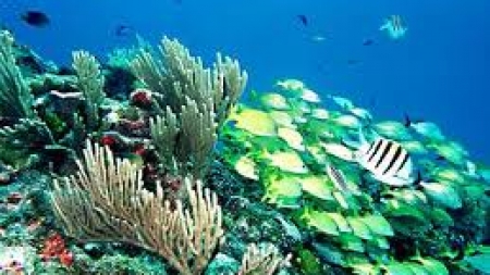 Jangada de lixo entre as Caraíbas e os Açores, constituem um perigo para a biodiversidade marinha nos mares da Região