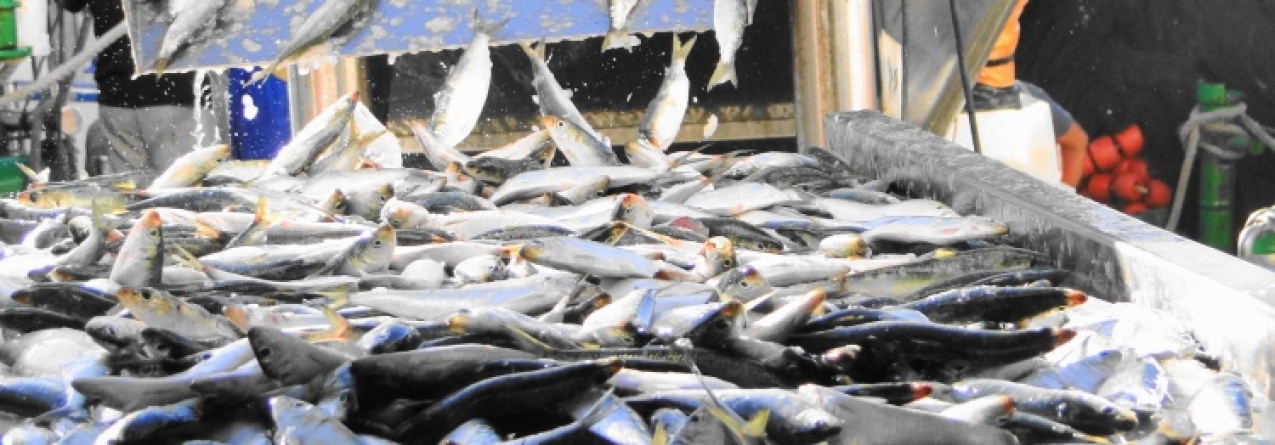 Frota de pesca pára um mês