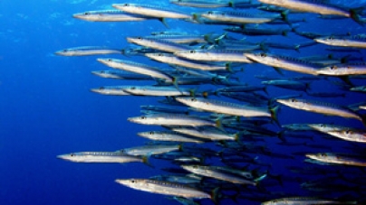 Açores podem vir a ter de pescar menos em 2013