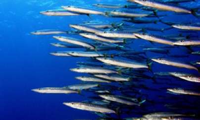 Açores podem vir a ter de pescar menos em 2013
