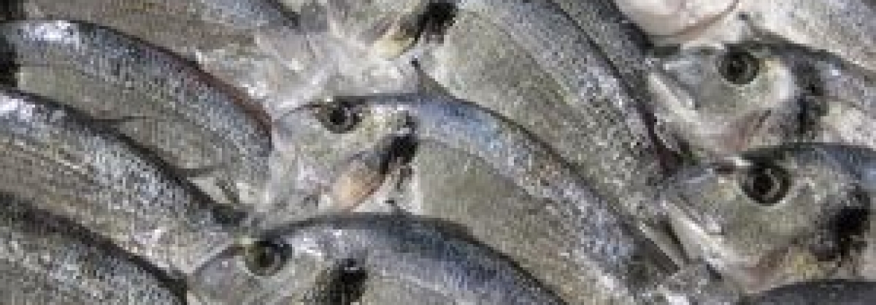 Peixe é fresco mas mal conservado no frio