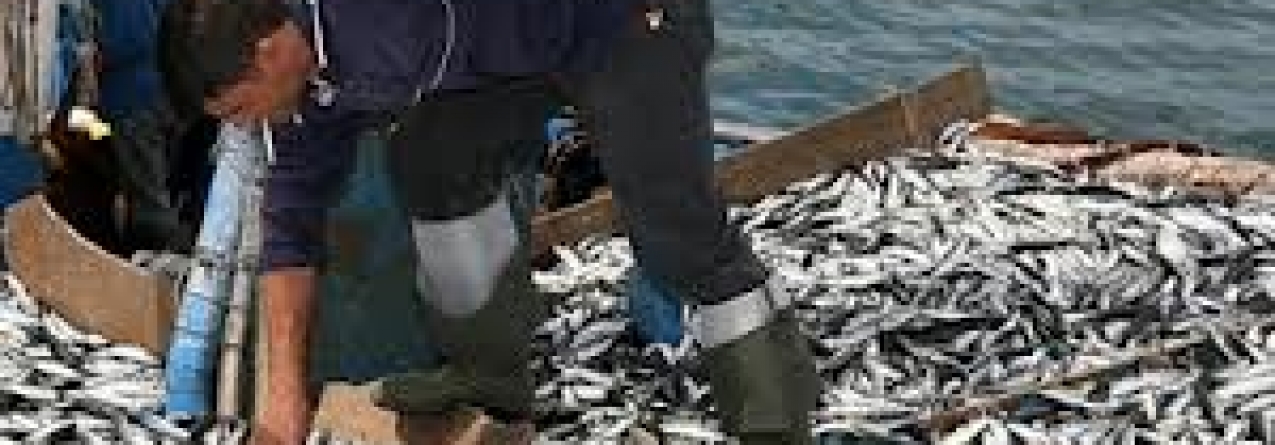 “Importação anual de pescado equivale a dois submarinos”