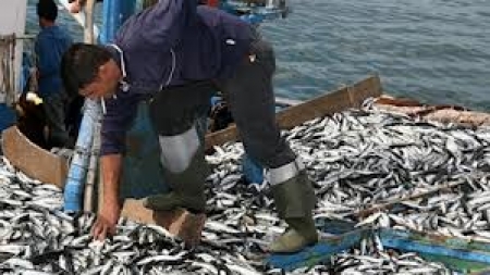 “Importação anual de pescado equivale a dois submarinos”