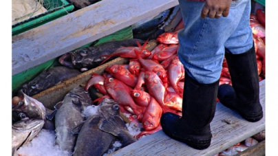 Agricultura e Pescas com “maior fatia” do Orçamento para 2013