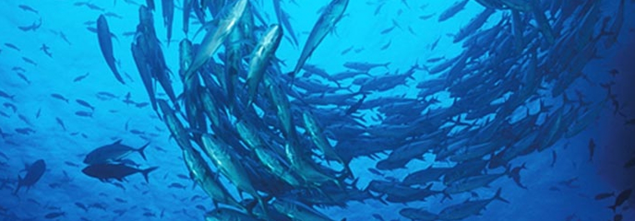 Gestão pesqueira tem de ser repensada para evitar rutura de “stocks” na costa portuguesa