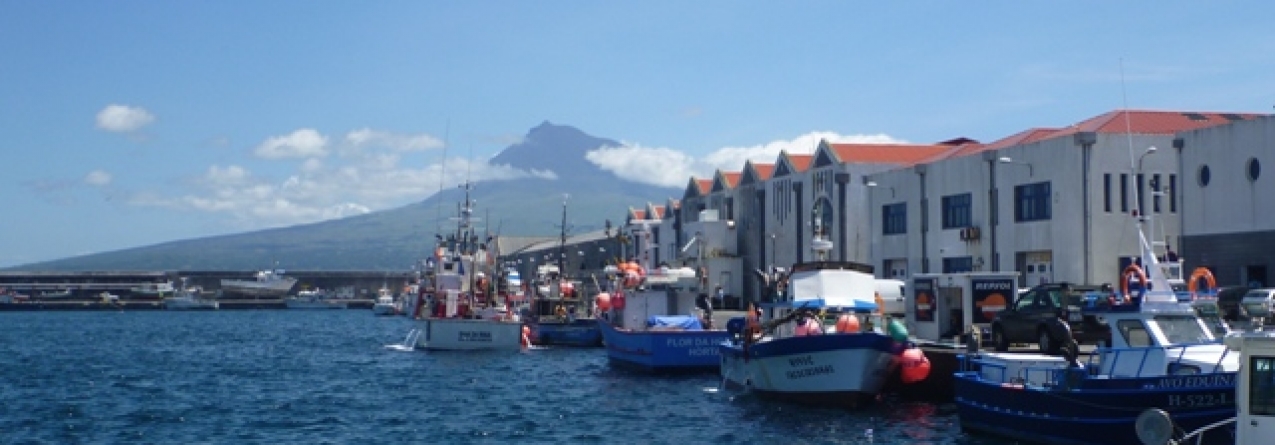 Falta gelo aos pescadores do Faial