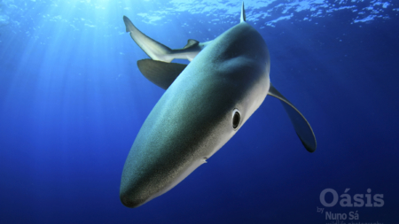 “Shark Project” chama a atenção para a pesca da tintureira