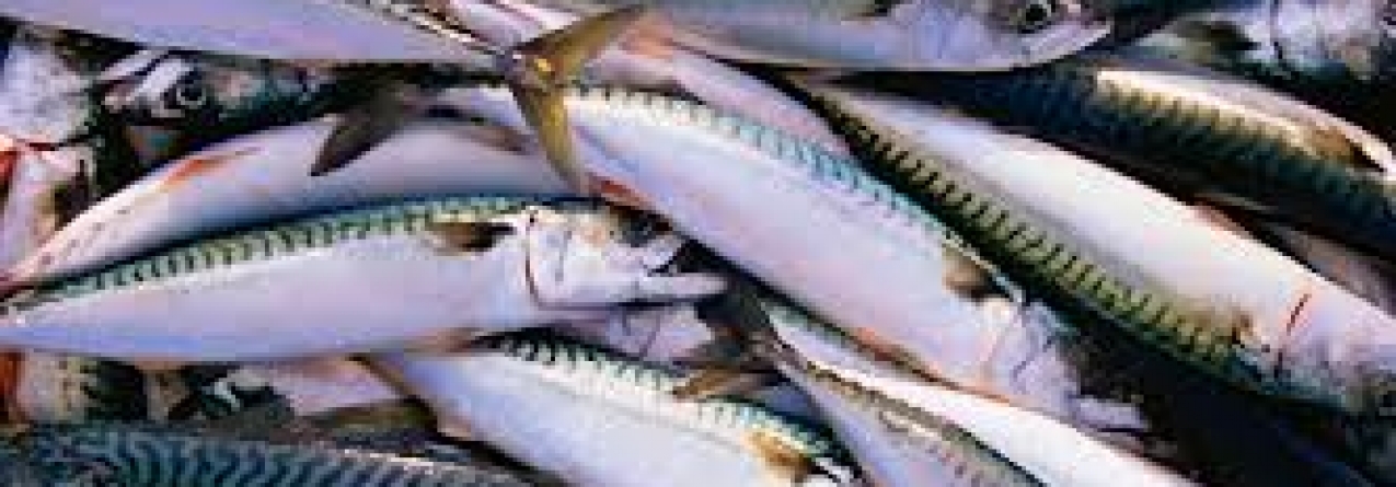 Campanha para consumo da cavala rendeu mais 2ME aos pescadores