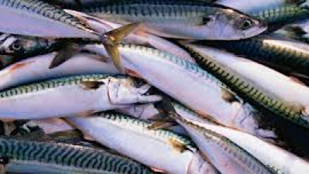 Campanha para consumo da cavala rendeu mais 2ME aos pescadores