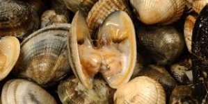 Interdita apanha de bivalves em várias zonas do país