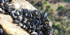 Aquicultura em Olhão quer pôr Portugal a comer mexilhão nacional