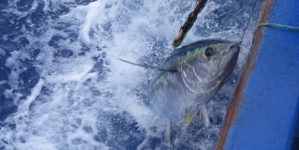 Aumento da quota de pesca de atum patudo abrange todo o país