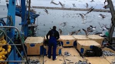 Comissão Europeia propõe cortes em quatro espécies capturadas nas águas portuguesas
