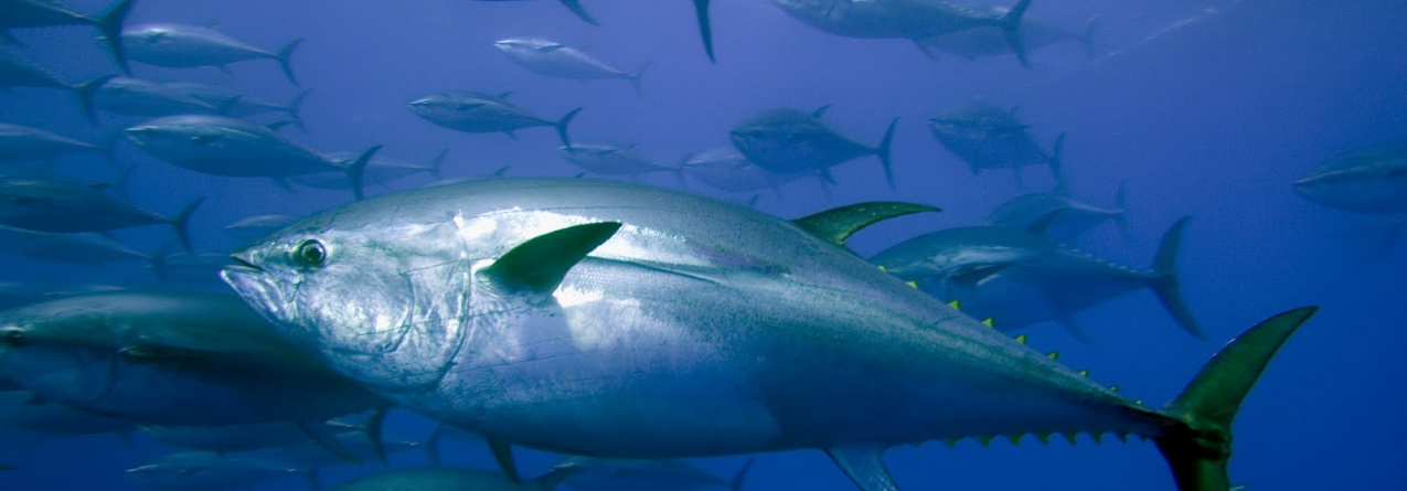 Alteração no calendário da pesca de atum rabilho