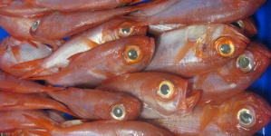 Embargo russo: A comissária Maria Damanaki pronta para apoiar o sector das pescas da UE com ajuda financeira e flexibilidade das quotas