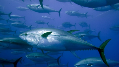 Pescadores dos Açores registam queda na safra do atum