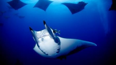 “Turismo de mergulho é pilar fundamental nos Açores”, diz o fotógrafo subaquático Pedro Ribeiro