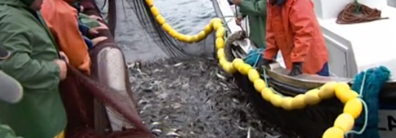 Abundância do stock ibérico de sardinha diminuiu 60% na última década (video)
