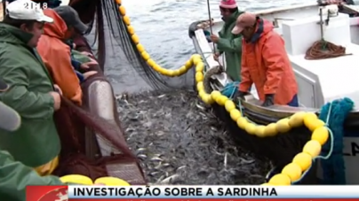Abundância do stock ibérico de sardinha diminuiu 60% na última década (video)