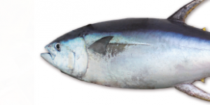 Conhecer o pescado de Portugal (2): Atum-albacora