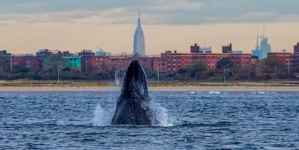 Nova Iorque: águas mais limpas estão a atrair mais baleias e tubarões