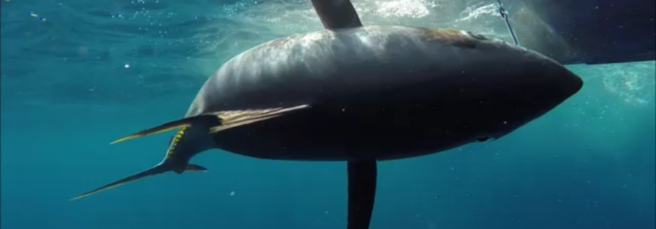 DOP: Campanha de marcação de atum Patudo (video)