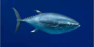 Quota de pesca de atum-rabilho vai aumentar nos próximos três anos