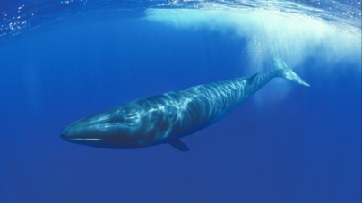 Japão reduz caça à baleia na Antártida