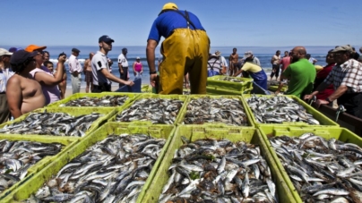 Pescadores de Setúbal querem manter quota da sardinha e desvalorizam aumento do carapau