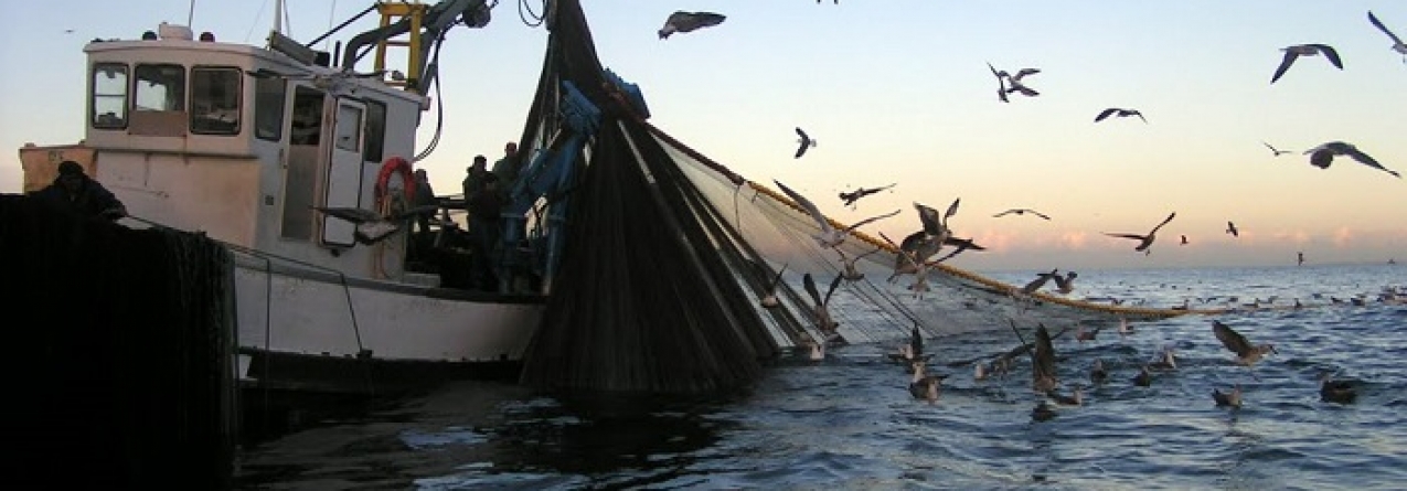 Cientistas estudam sardinha no mar para definir quotas