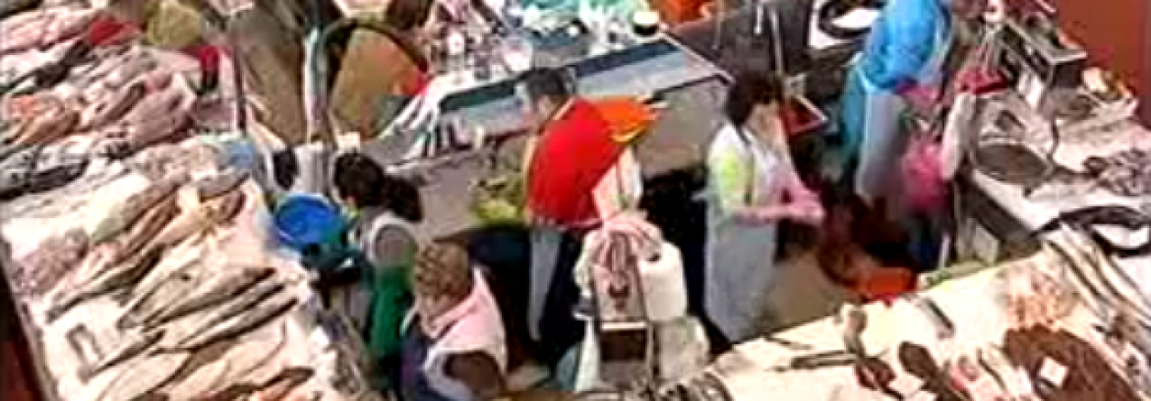 “Semear para pescar”, Grande Reportagem SIC (vídeo)