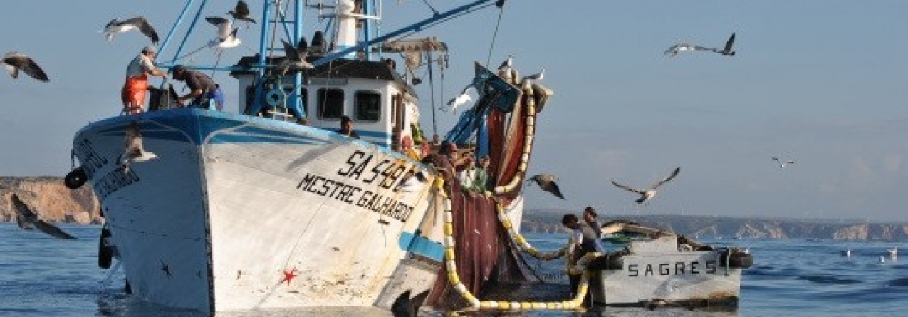 Governo já pagou 3,6 milhões de euros para compensar proibição de pesca da sardinha