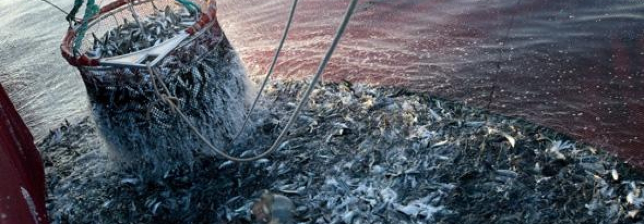 Governo recomenda aos pescadores que troquem sardinha por outro peixe