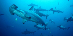 Tubarões: Austrália quer autoexcluir-se da proteção internacional de espécies que aprovou em novembro