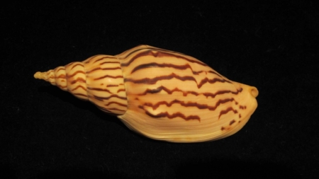 Açores recebem espólio de milhares de conchas de todo o mundo