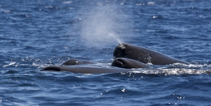 Observação de Cetáceos nos Açores — Esclarecimento da Secretaria Regional do Mar, Ciência e Tecnologia