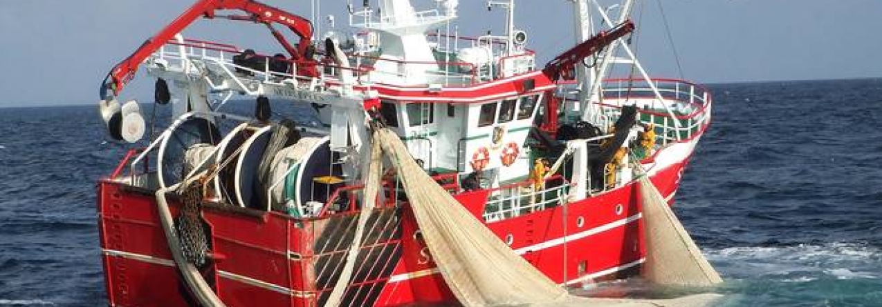 UE impõe restrições à pesca do robalo